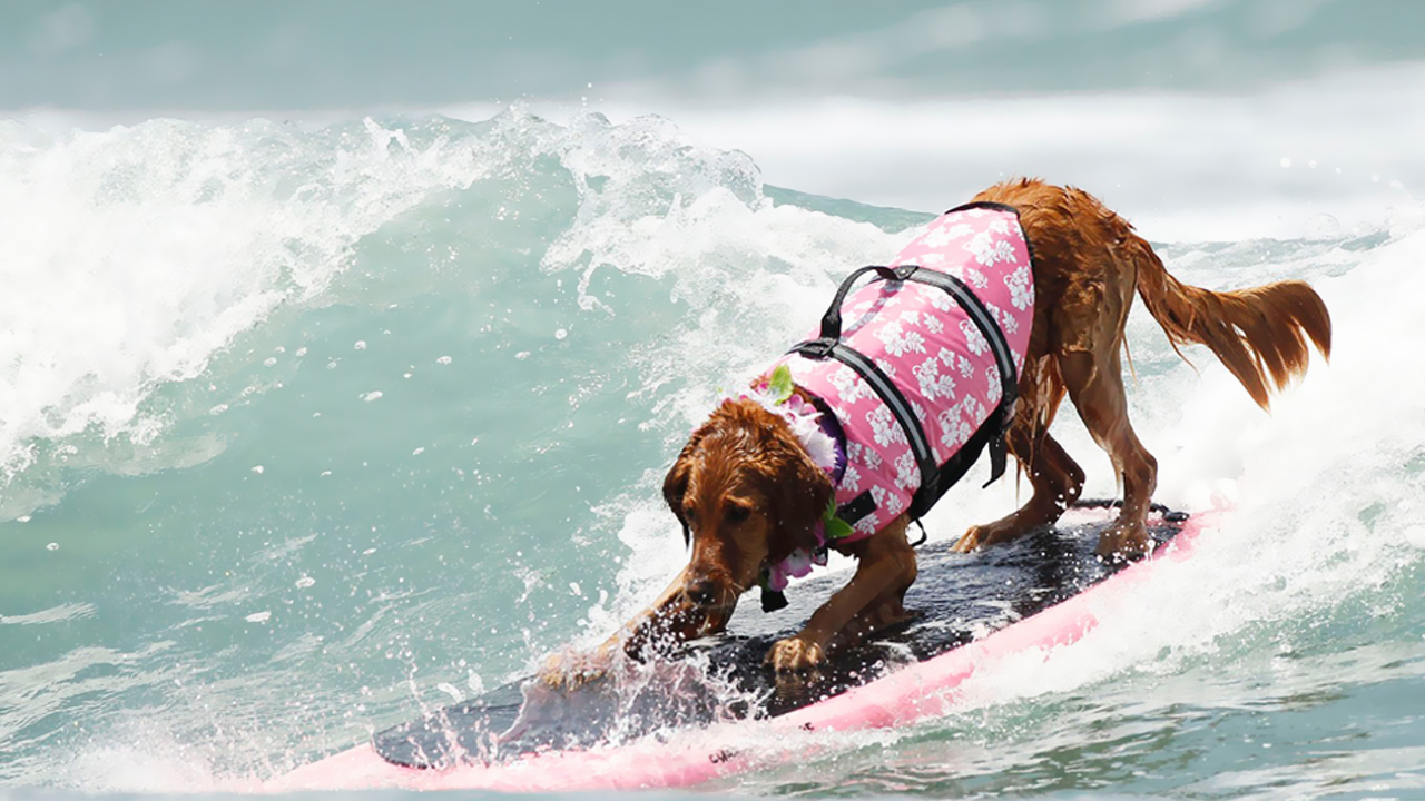 Foto: Loews Dog Surfing Competition