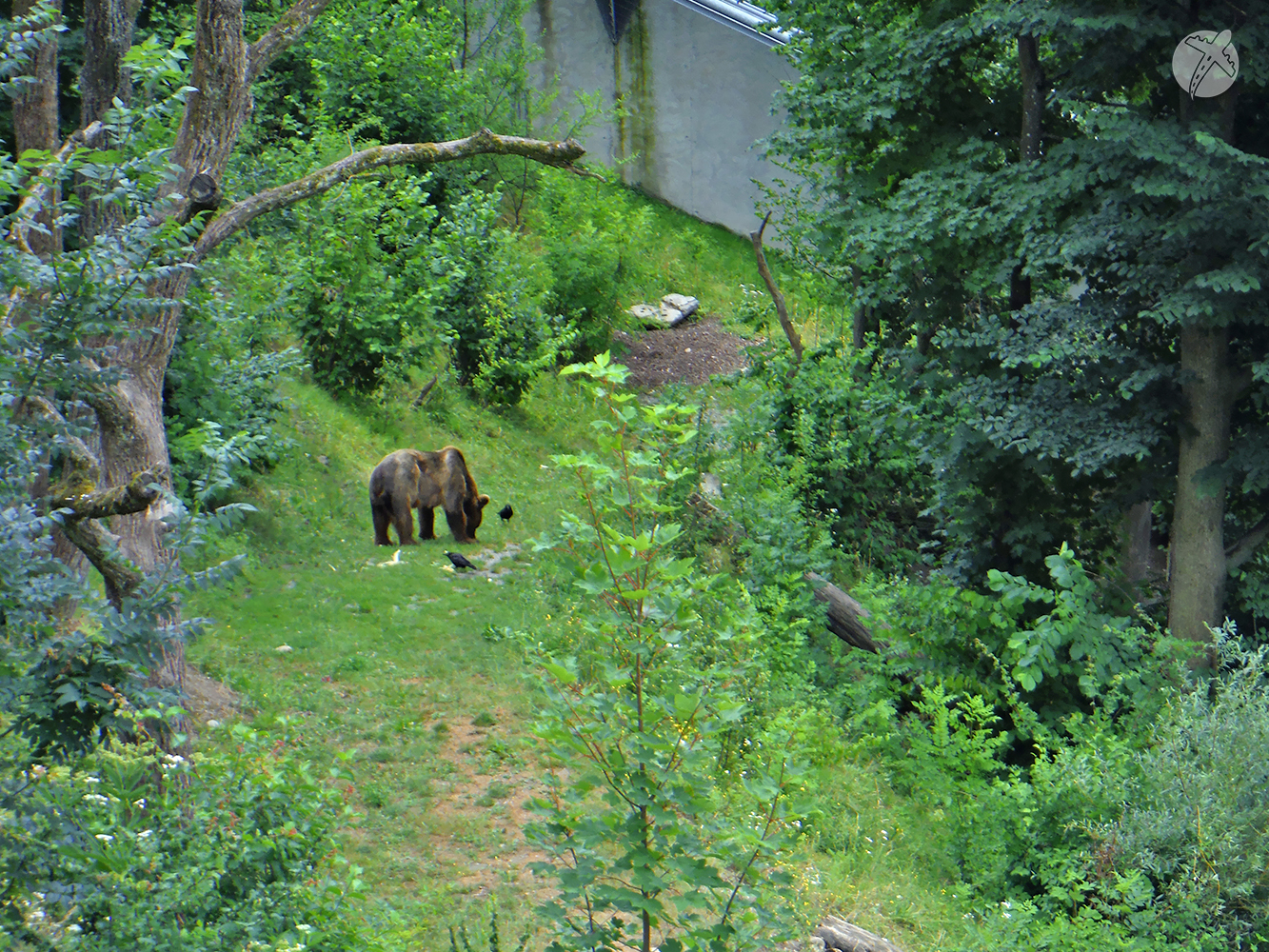 Bear Park Berna